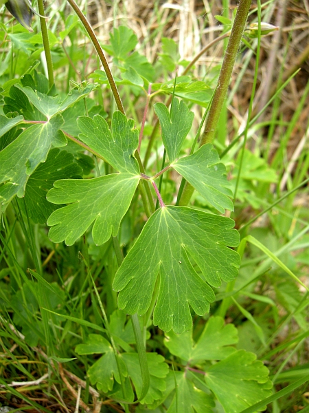 Aquilegia vulgaris / Aquilegia comune